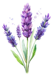 Naklejka premium Lavender flowers, watercolor painting, vibrant purple hues, botanical illustration, nature art, floral decor.