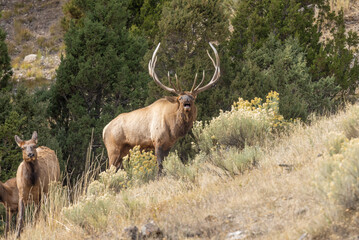 Bull and Cow Elk During the Rut in Yellowstone National Park Wyoming in Autumn