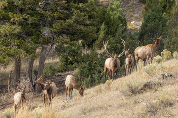 Bull and Cow Elk During the Rut in Yellowstone National Park Wyoming in Autumn
