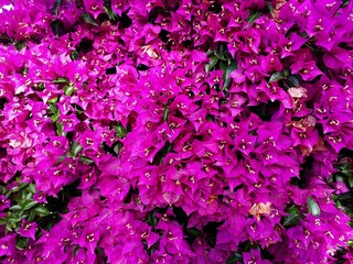 Esplosione di colore dei fiori di bouganville.