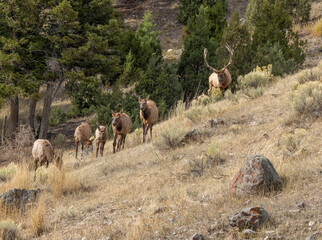 Bull and Cow Elk During the Rut in Yellowstone National Park Wyoming in Autumn