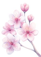 Soft pink cherry blossoms, delicate watercolor style, floral illustration, spring theme, nature artwork, serene beauty.
