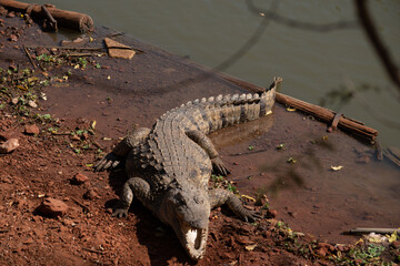 Crocodiles sunbathing in the morning at a Game Reserve in Senegal