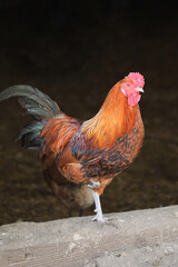 Rooster standing proudly at the entrance of the chicken coop. A proud and majestic bird, guarding...