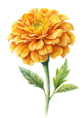 Vibrant orange flower, detailed watercolor painting, botanical illustration, nature art, floral design.