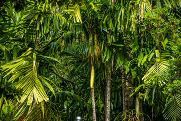 Lush green vegetation with Palm trees in a tropical garden in Coral Gables, Florida © Frank Goma