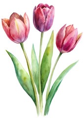 Vibrant watercolor tulips, floral illustration, spring flowers, botanical art, nature-inspired design.