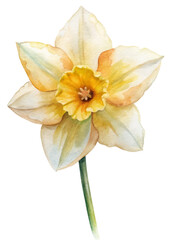 Watercolor daffodil flower, soft yellow petals, delicate floral illustration, nature art, botanical design.