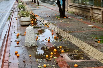 Fallen oranges street. High quality photo