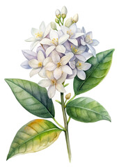 Obraz premium Watercolor floral illustration, white flowers, green leaves, botanical art, nature design, home decor, print ready.