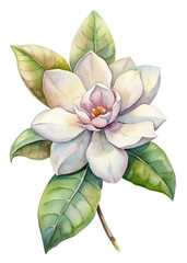 Watercolor flower illustration, delicate magnolia bloom, lush green leaves, botanical art, nature-inspired design.