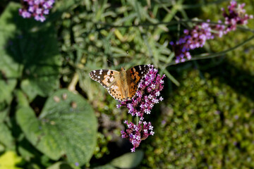 Painted Lady (Vanessa Cardui) Butterfly perched on purple flower in Zurich, Switzerland