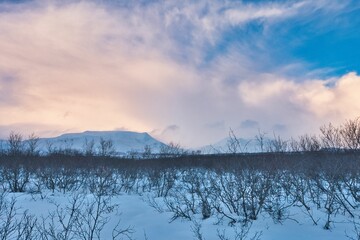 winter forest landscape