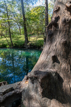 Bald cypress trees around lake in Wimberley