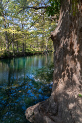 Bald cypress trees around lake in Wimberley