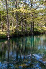 Bald cypress trees around lake in Wimberley