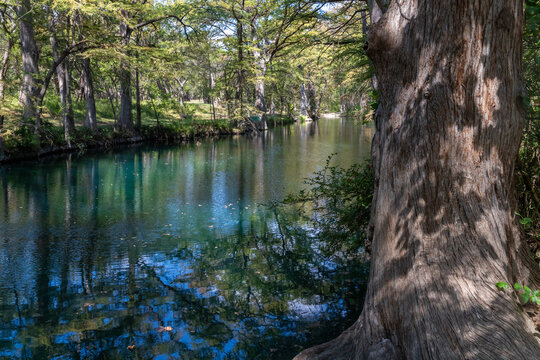 Bald cypress trees around lake in Wimberley