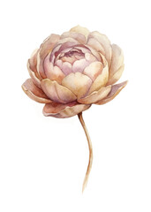 Watercolor flower illustration, soft pastel colors, elegant floral design, artistic botanical print, nature-inspired decor.