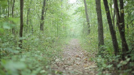Obraz premium Serene Path Through Lush Green Forest - Nature Trail in Woodland - Tranquil Setting