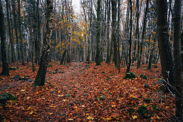foggy autumn forest, Ślęża Mountain, Lower Silesia, Poland.