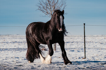 Tinker Hengste im Schnee © ScullyPictures