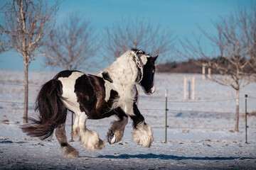 Tinker Hengste im Schnee