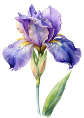 Watercolor iris flower, vibrant purple petals, delicate botanical illustration, nature-inspired art, floral design.