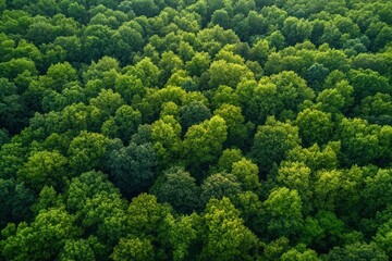 A wide-angle view captures a vibrant forest with various green hues and textures illuminated by sunlight