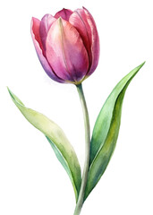 Watercolor tulip illustration, vibrant pink petals, green leaves, floral design, botanical art, nature theme.