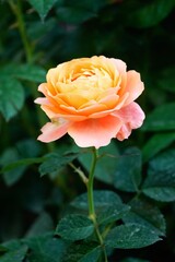  A beautiful rose in full bloom, surrounded by blurred greenery. The delicately layered petals...