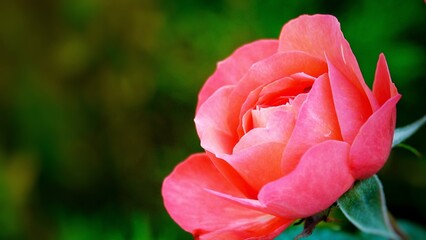  A beautiful rose in full bloom, surrounded by blurred greenery. The delicately layered petals reveal bright, warm colors, with natural gradations