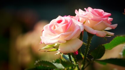  A beautiful rose in full bloom, surrounded by blurred greenery. The delicately layered petals reveal bright, warm colors, with natural gradations
