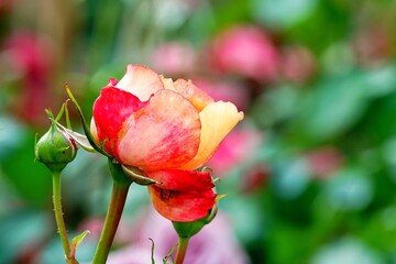 Fototapeta premium A beautiful rose in full bloom, surrounded by blurred greenery. The delicately layered petals reveal bright, warm colors, with natural gradations