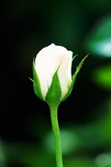  A beautiful rose in full bloom, surrounded by blurred greenery. The delicately layered petals...
