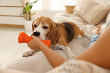 Owner giving toy to cute dog at home, closeup. Playing with pet