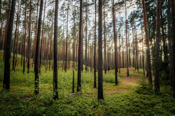 Fototapeta premium green pine forest with stately tree trunks and sunset behind the trees