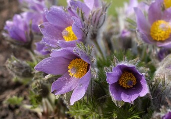 pulsatilla blooms in spring in the garden