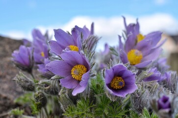 pulsatilla blooms in spring in the garden