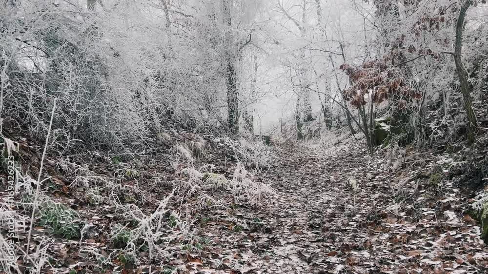 Poster winter forest pathway that is covered in frost, creating enchanting atmosphere