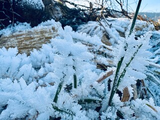 snow covered tree