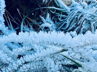 frost covered branches