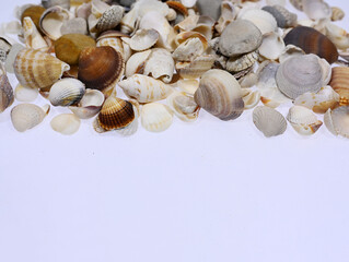 seashell, seashells of various colors and sizes, seashell on a white background