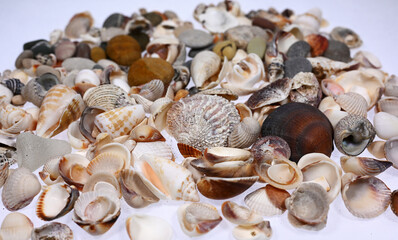 seashell, seashells of various colors and sizes, seashell on a white background