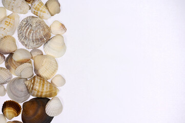 seashell, seashells of various colors and sizes, seashell on a white background