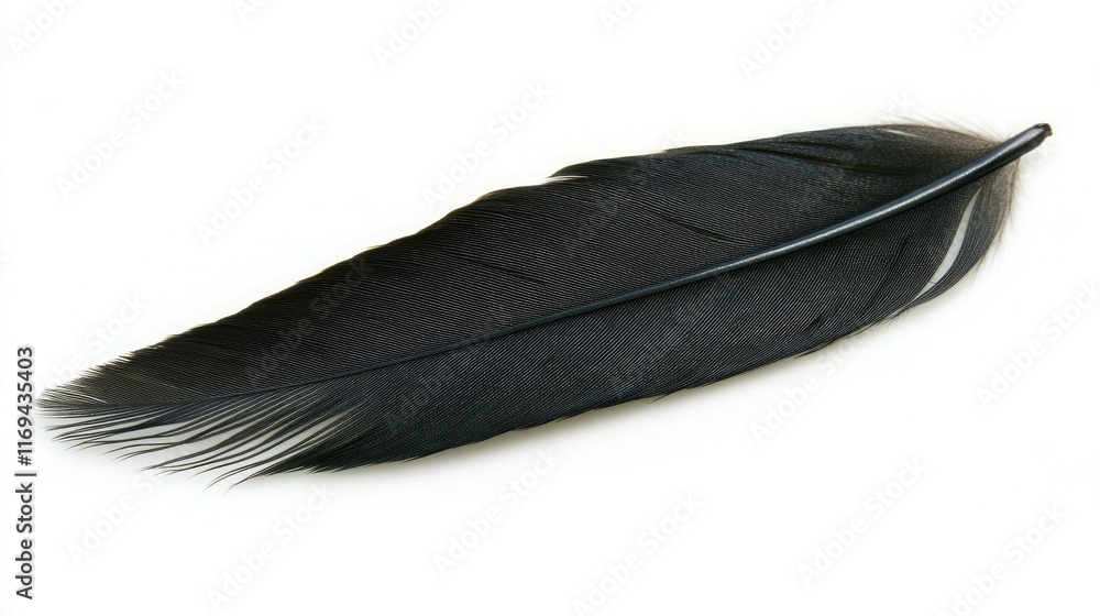 Poster a black feather isolated against a pure white background, its smooth curves and textured barbs creat