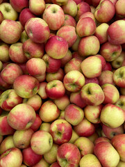 Honey crisp apples in crate