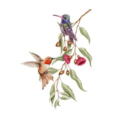 Tropical Hummingbirds sit and fly on branch eucalyptus with pink flowers on white background. Watercolor illustration for textile, fabric, wallpaper, card, packaging, party
