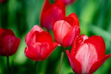 Fototapeta premium Red Tulip flower in tulip field at spring day. Colorful vivid pink tulips in the park. Spring landscape. Red tulip garden in spring. The Tulip. Beautiful bouquet of tulips in spring nature. Close up
