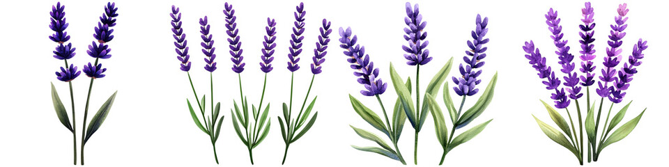 Naklejka premium Watercolor lavender design and botanical minimalist, A series of purple lavender flowers with green leaves displayed in an elegant arrangement.
