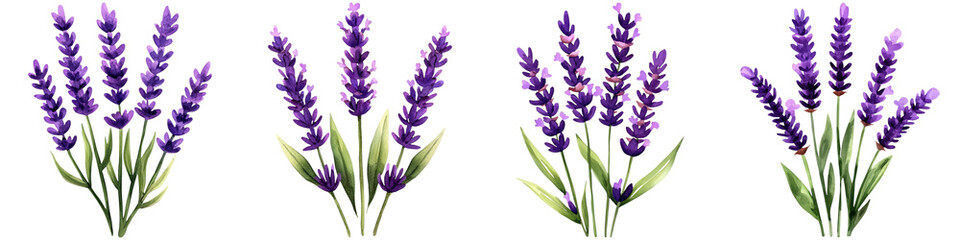 Obraz premium Watercolor lavender design and botanical minimalist, A vibrant arrangement of lavender flowers showcasing their rich purple hues and delicate leaves.